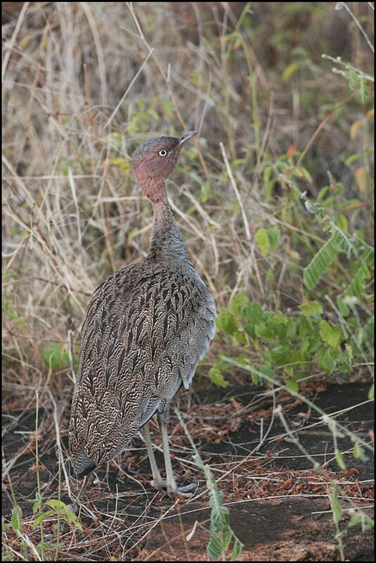 Buff-crested Bustard