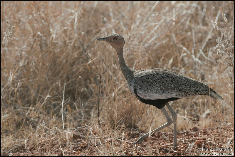 Outarde d'Oustalet mâle adulte, identification