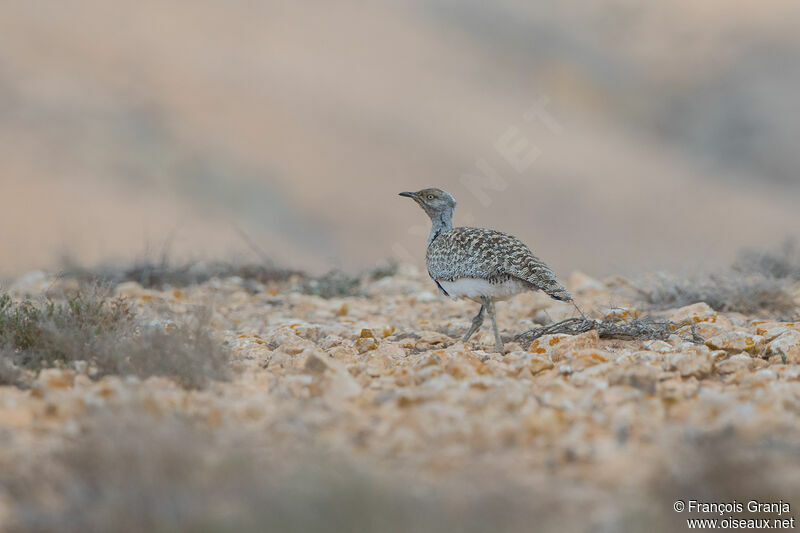 Outarde houbara