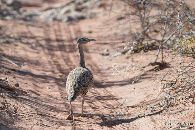 Red-crested Korhaan