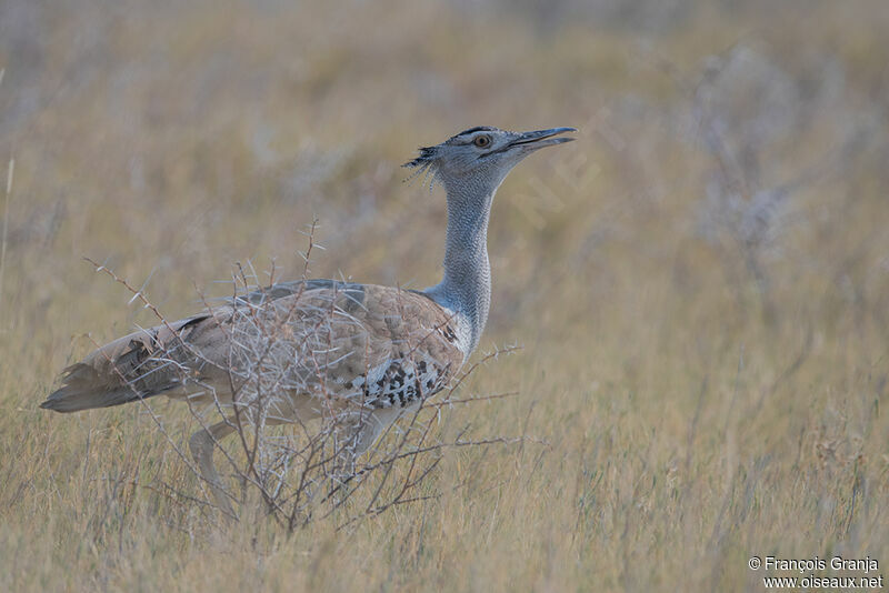 Kori Bustard