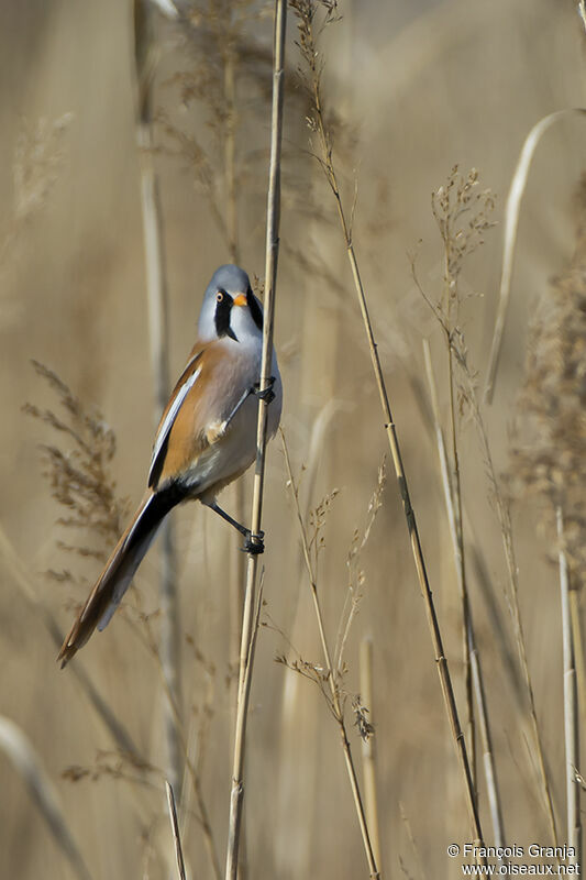 Bearded Reedling male adult