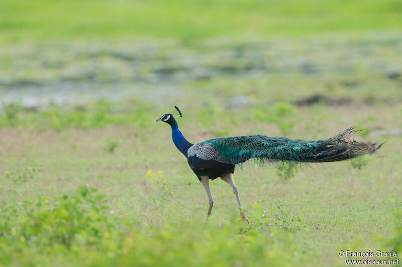 Indian Peafowl