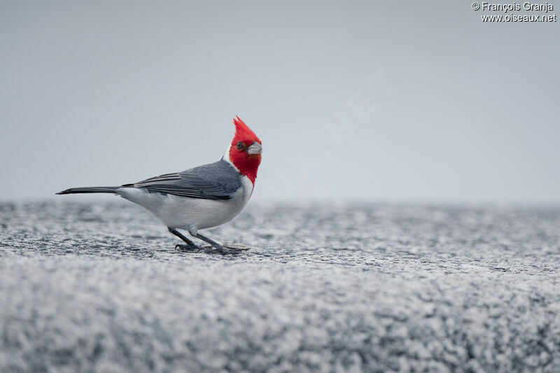 Red-crested Cardinal