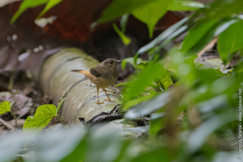 Buff-rumped Warbler