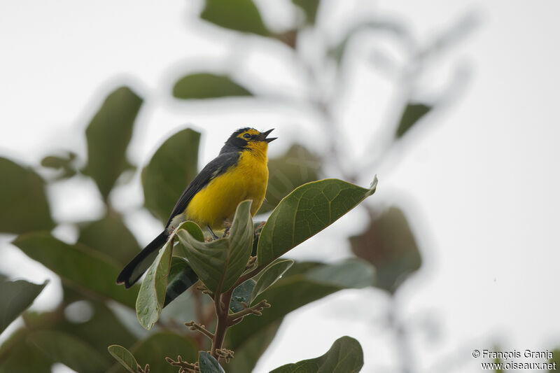 Spectacled Whitestart