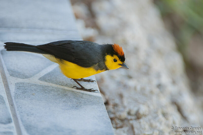 Collared Whitestartadult