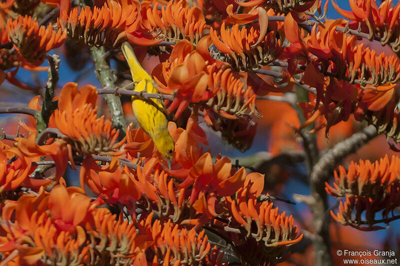 Paruline des mangrovesadulte