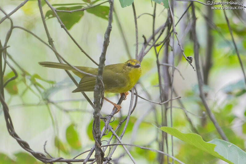 Paruline flavescente