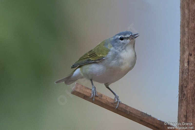 Paruline obscureadulte