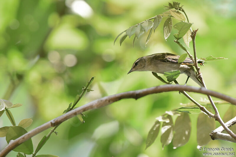 Tennessee Warbler