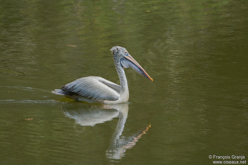 Spot-billed Pelican