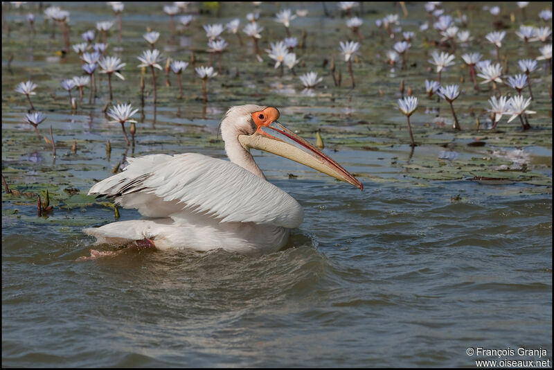 Great White Pelican