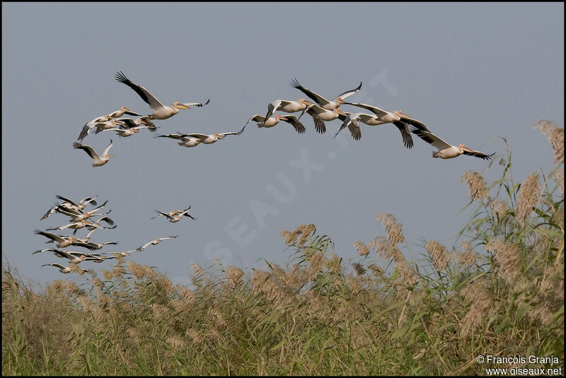 Great White Pelican