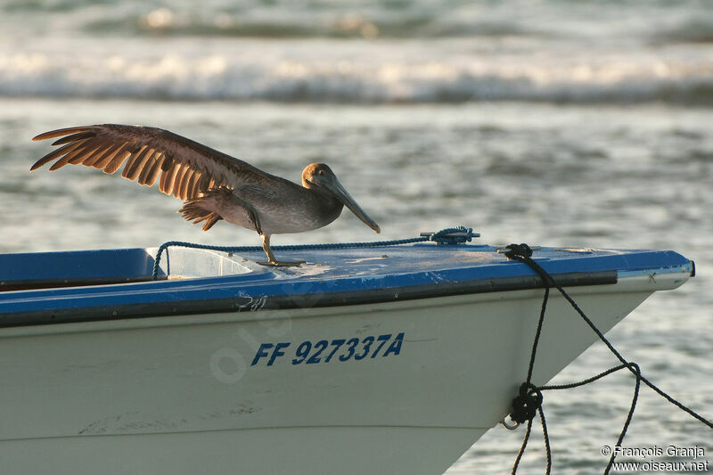 Brown Pelicanadult