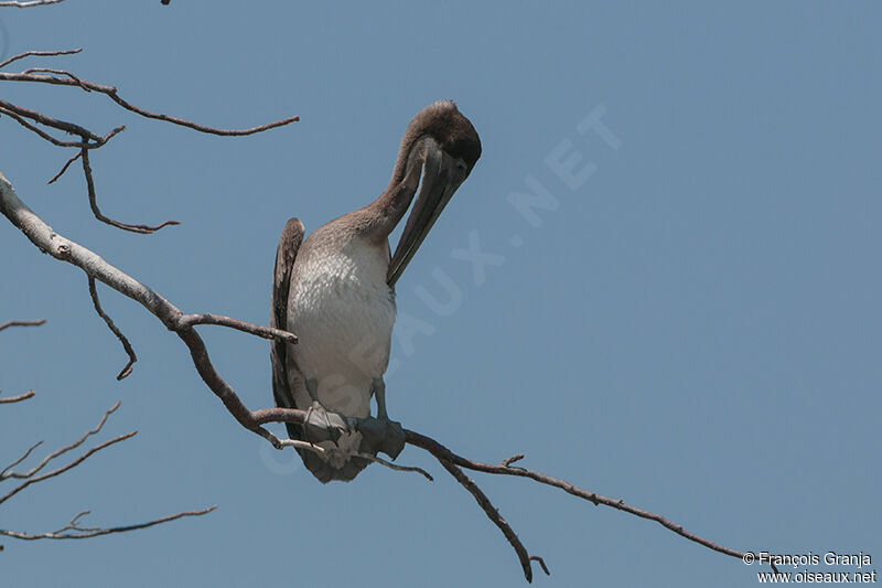 Brown Pelicanadult