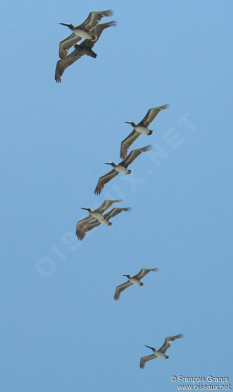 Brown Pelican