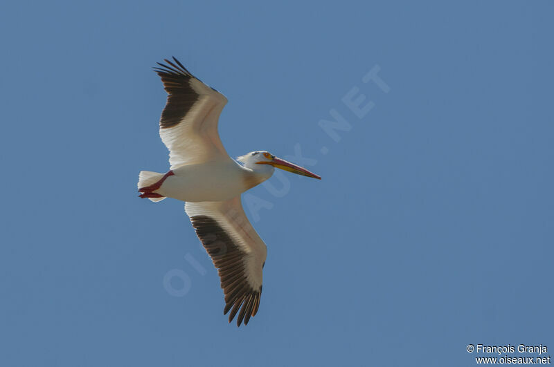 American White Pelican