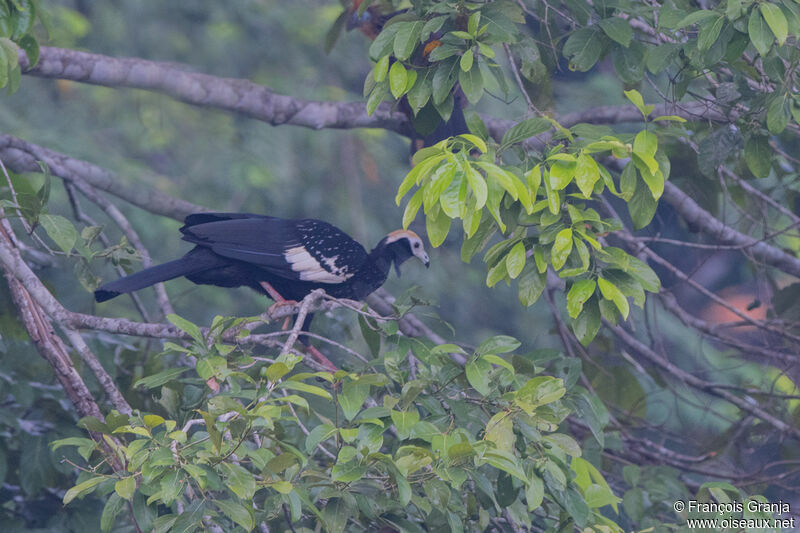 Blue-throated Piping Guan