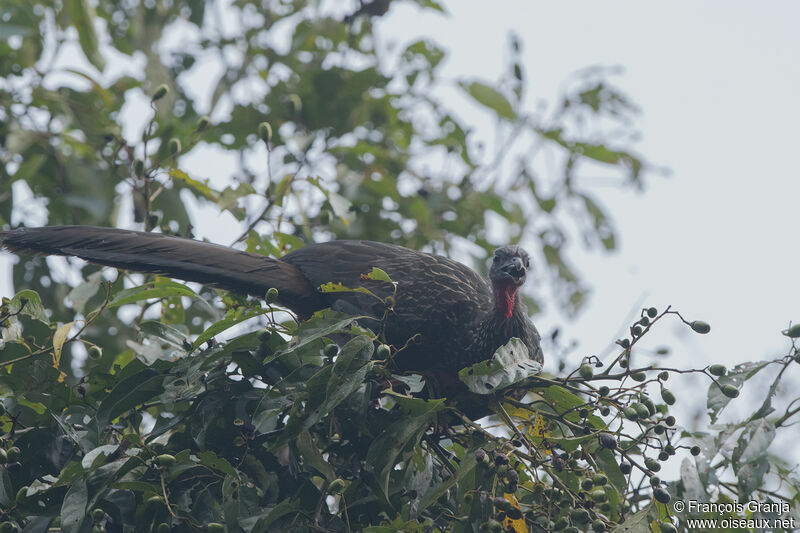 Spix's Guan