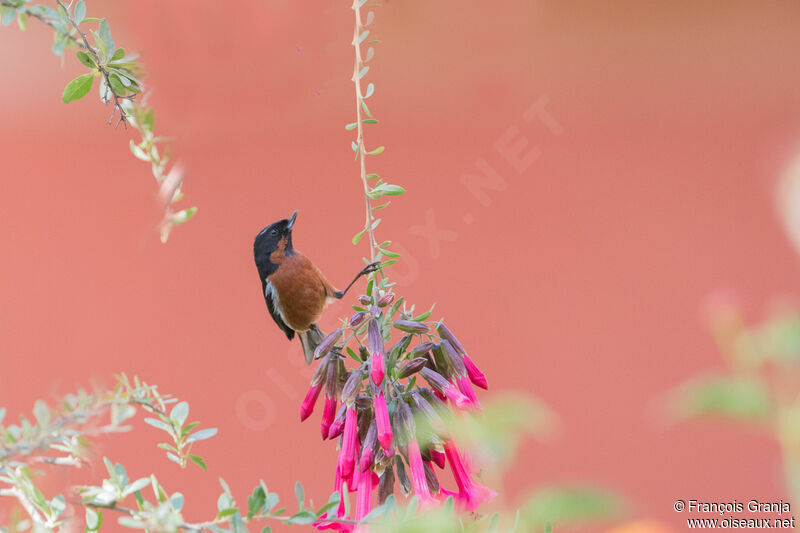 Black-throated Flowerpiercer