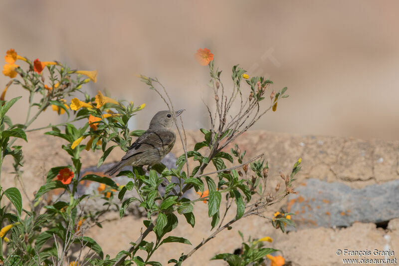 Black-throated Flowerpiercer female