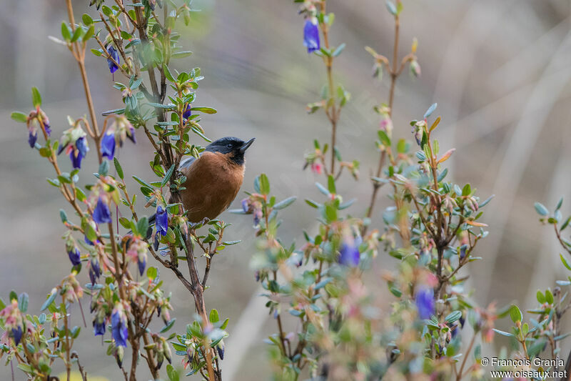 Black-throated Flowerpiercer male adult