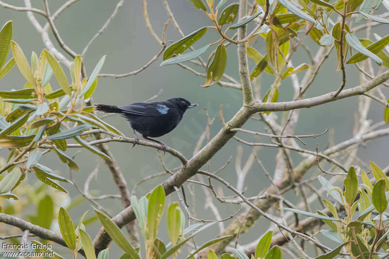 Percefleur de Lafresnayeadulte, habitat