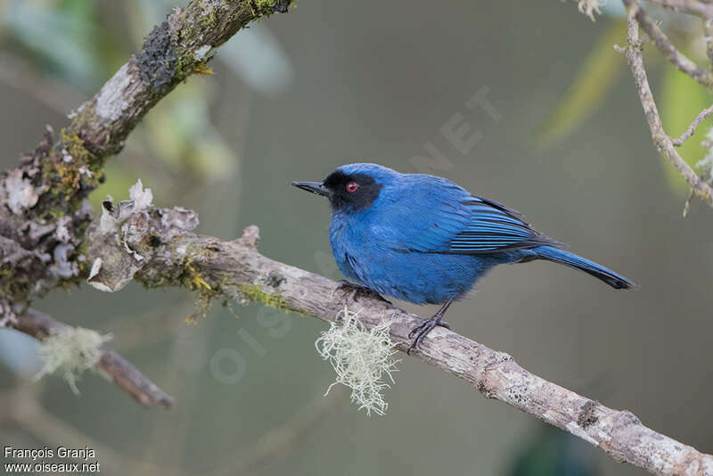 Masked Flowerpierceradult, identification