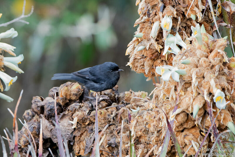 Black Flowerpiercer