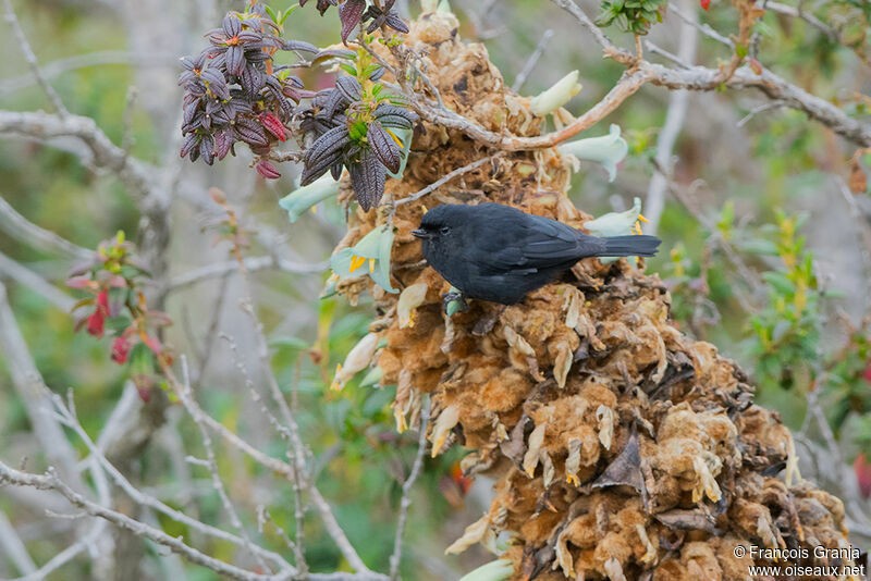 Black Flowerpiercer