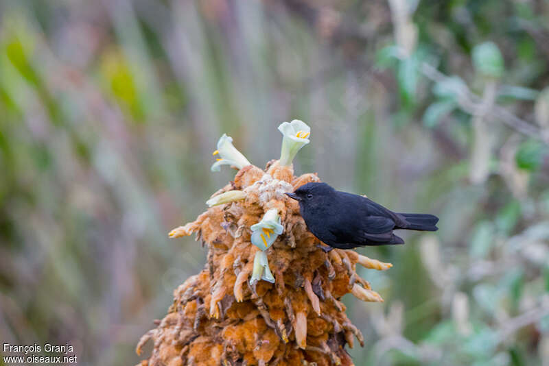 Black Flowerpiercer, eats