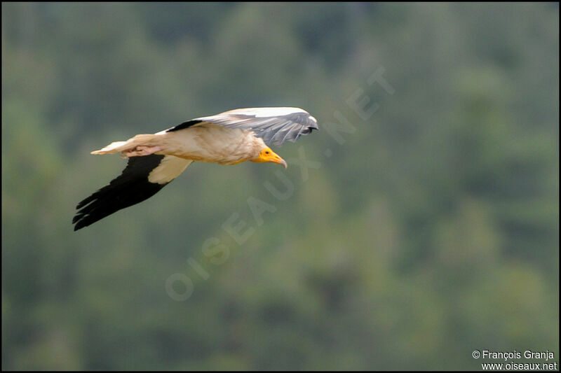 Egyptian Vultureadult, Flight