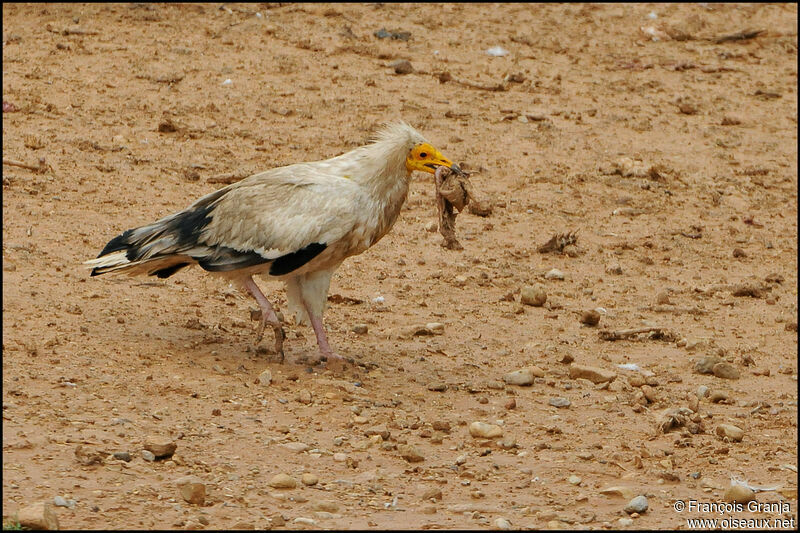 Percnoptère d'Égypteadulte