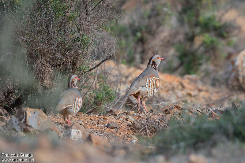 Barbary Partridgeadult breeding, habitat, pigmentation