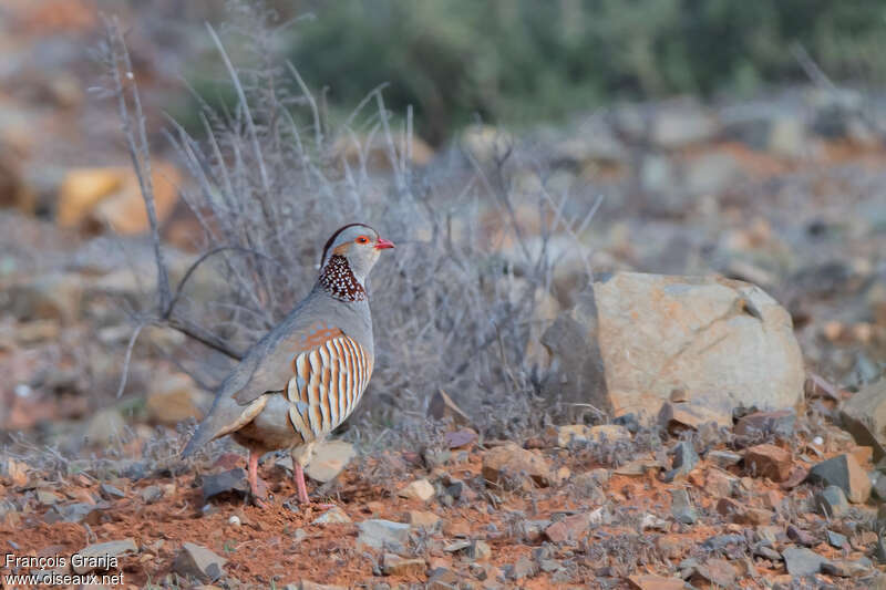 Perdrix gambraadulte, identification, camouflage, pigmentation