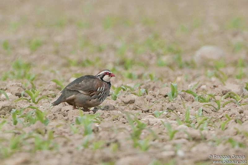 Red-legged Partridgeadult