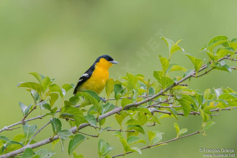 Common Iora male