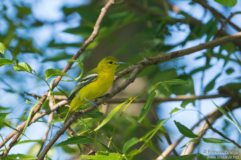 Common Iora female