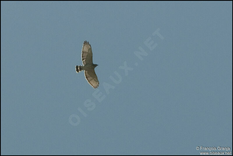 Broad-winged Hawkadult