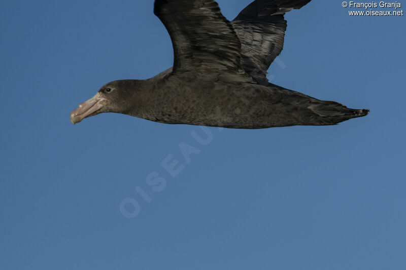 Southern Giant Petrel