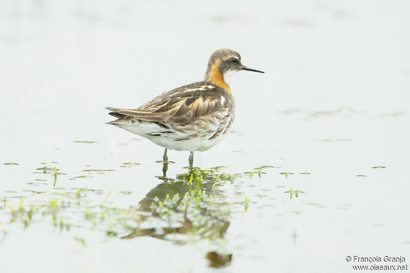 Phalarope à bec étroit