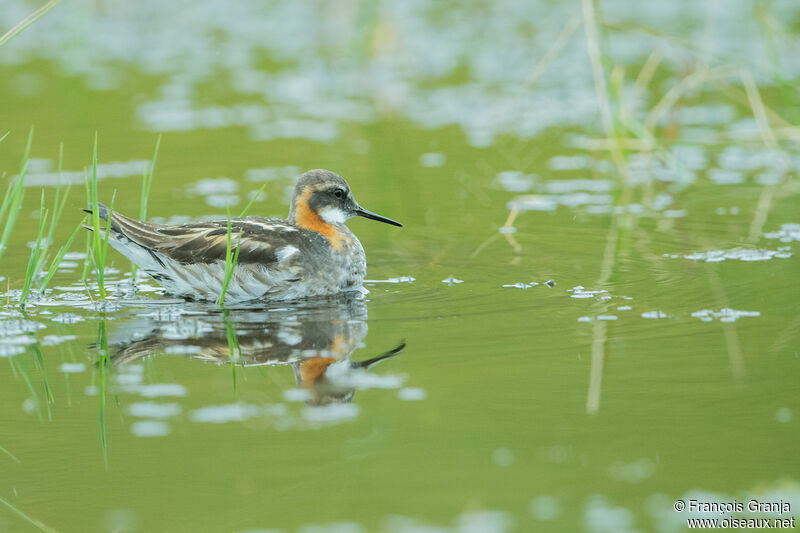 Red-necked Phalarope