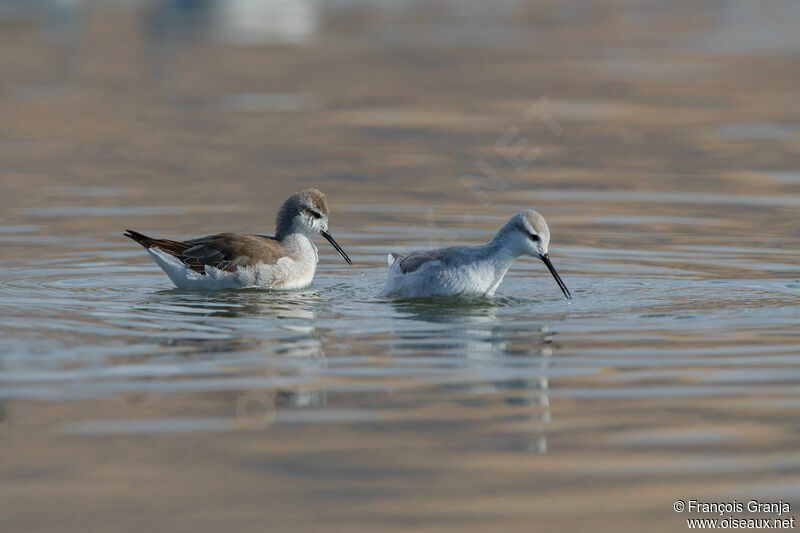 Wilson's Phalarope