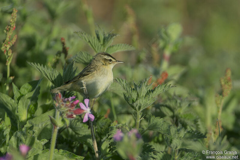 Sedge Warbleradult