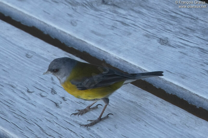 Grey-hooded Sierra Finch