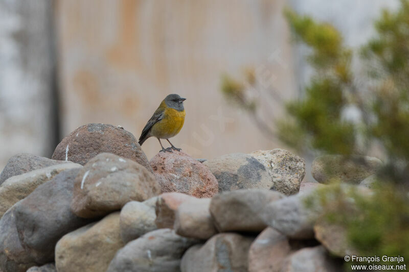 Black-hooded Sierra Finch