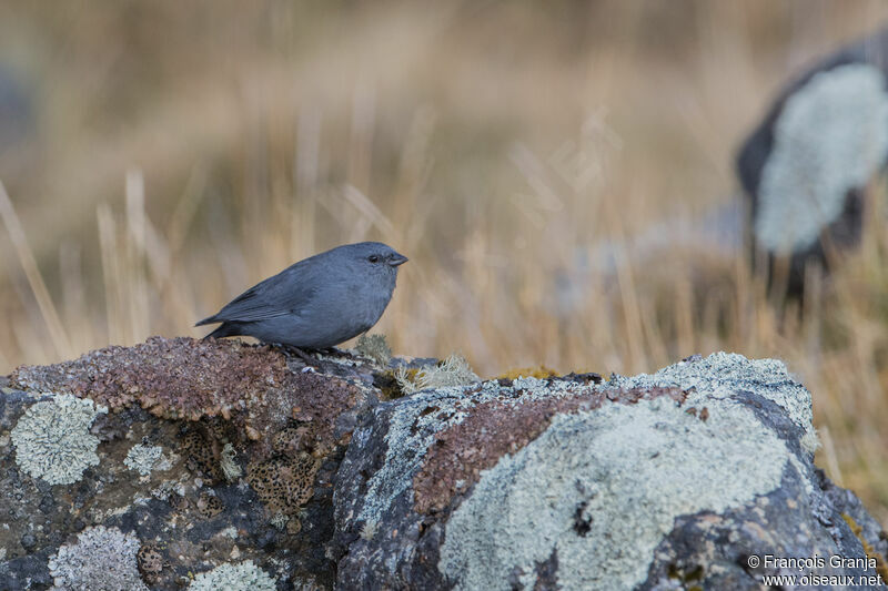 Plumbeous Sierra Finch male