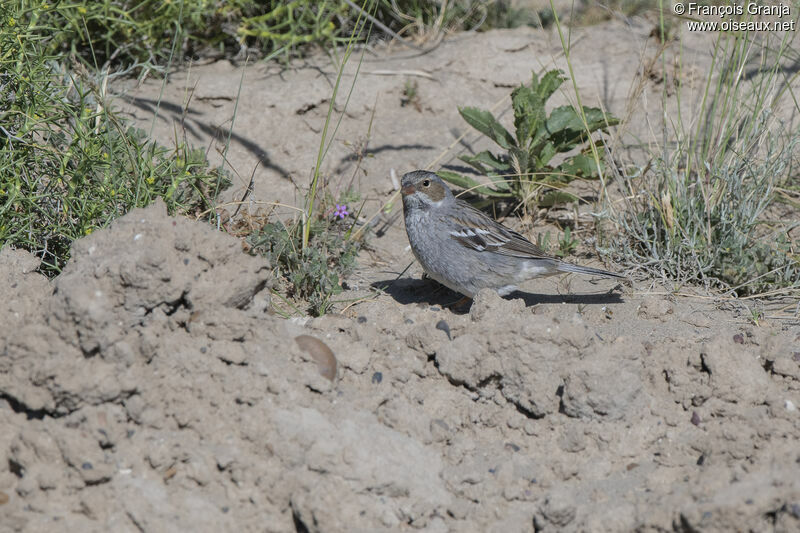 Mourning Sierra Finch