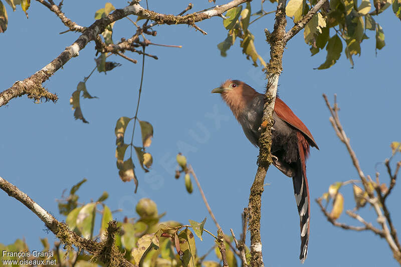 Piaye écureuiladulte, identification